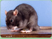 rat control Addlestone