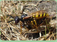 wasp control Addlestone